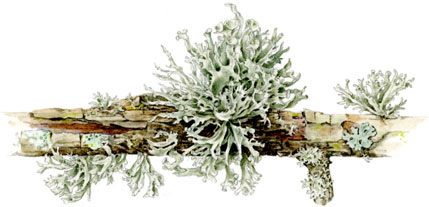 Lichen, bryophytes, fungi, botany, botanical terms, lichens,