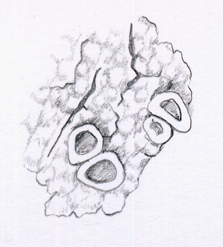 lichen drawing