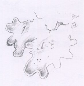 Lichen, bryophytes, fungi, botany, botanical terms, lichens,