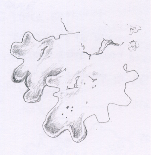 lichen drawing