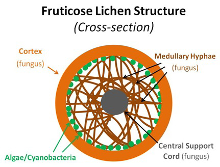 fruticose lichen diagram