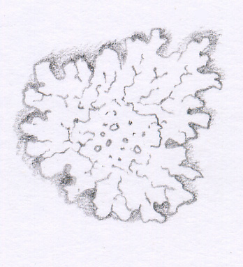 lichen drawing