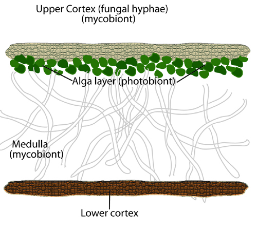 fruticose lichen diagram