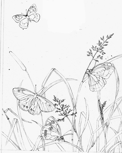 pencil, graphite, line, tonal, natural history, natural science illustration, botanical illustration,