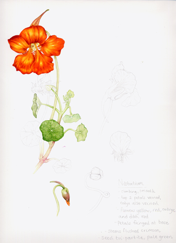 Nasturtium, sketchbook study, Garden forager, Tropaeolum, watercolour, 