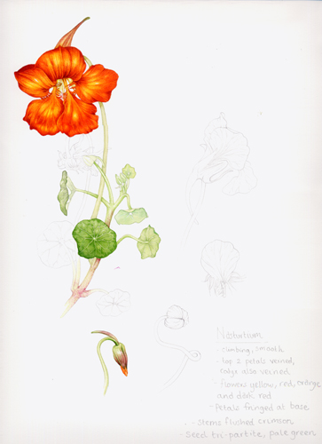 Nasturtium, sketchbook study, Garden forager, Tropaeolum, watercolour,