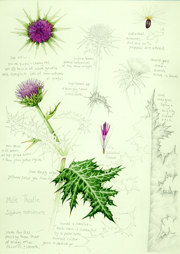 Thistle Sketch Stock Illustrations  1327 Thistle Sketch Stock  Illustrations Vectors  Clipart  Dreamstime