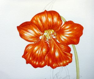 Nasturtium, sketchbook study, Garden forager, Tropaeolum, watercolour,