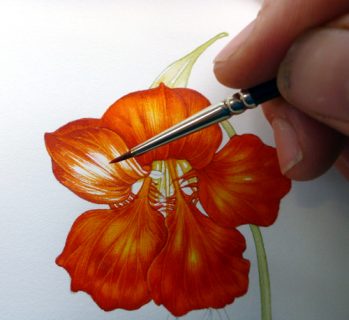 Nasturtium, sketchbook study, Garden forager, Tropaeolum, watercolour,