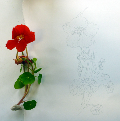 Nasturtium, sketchbook study, Garden forager, Tropaeolum, watercolour, 