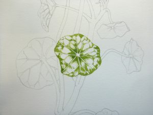 Nasturtium, sketchbook study, Garden forager, Tropaeolum, watercolour, leaf,