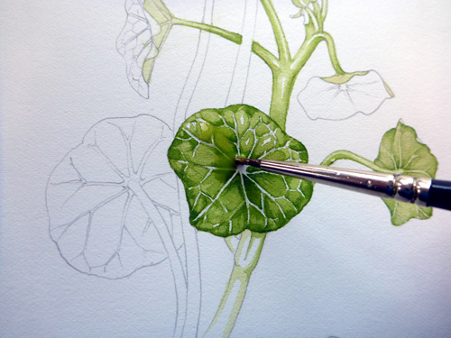 Nasturtium, sketchbook study, Garden forager, Tropaeolum, watercolour, leaf, 