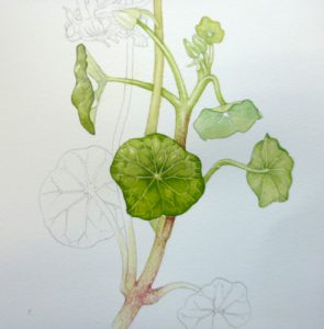 Nasturtium, sketchbook study, Garden forager, Tropaeolum, watercolour, leaf,