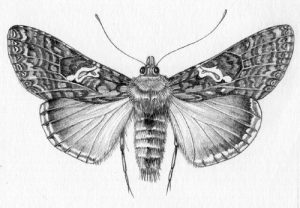 Natural History Illustration: Pencil - Lizzie Harper