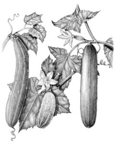 pencil, graphite, line, tonal, natural history, natural science illustration, botanical illustration,