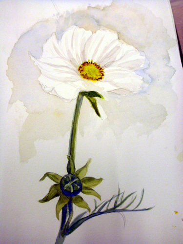 Llandrindod, art workshop, flowers, workshop, white flowers, cosmos,