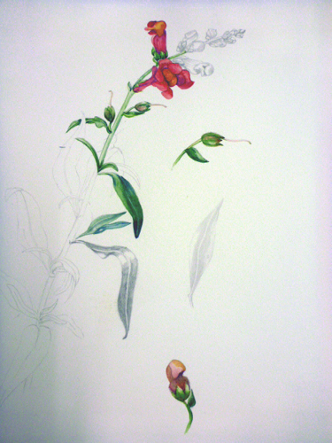 Llandrindod, art workshop, flowers, workshop, snapdragon,