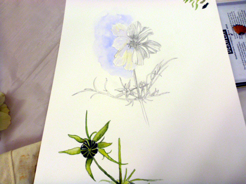 Llandrindod, art workshop, flowers, workshop, white flower, cosmos,