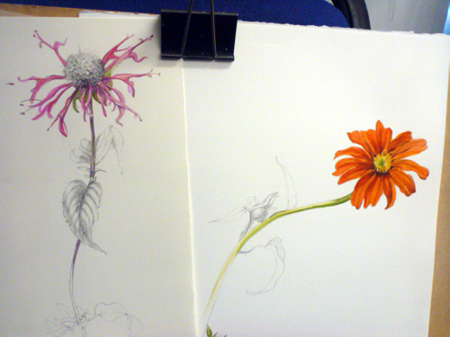 Llandrindod, art workshop, flowers, workshop, daisy, echinacea,