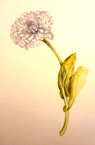 Llandrindod, art workshop, flowers, workshop, calendula, marigold,