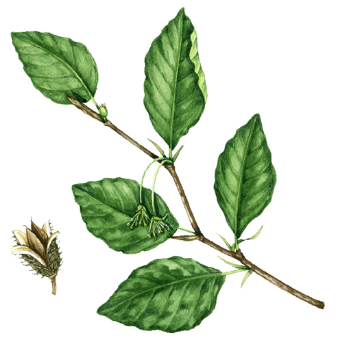 Rodale beech botanical illustration by Lizzie Harper - Lizzie Harper