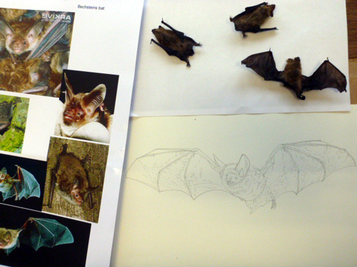 bat, bats, microchiroptera, Bechteins, echolocation, nocturnal, small mammals,