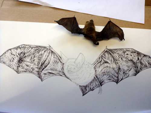 bat, bats, microchiroptera, Bechteins, echolocation, nocturnal, small mammals,