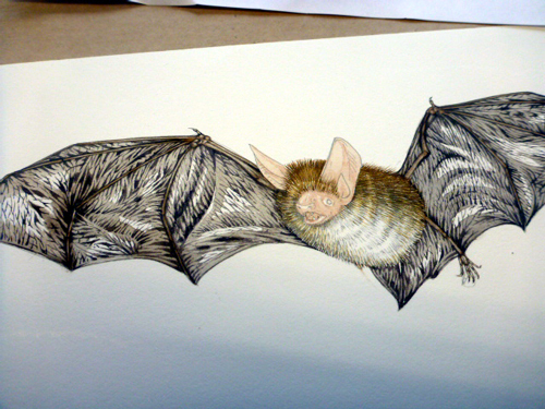 bat, bats, microchiroptera, Bechteins, echolocation, nocturnal, small mammals,