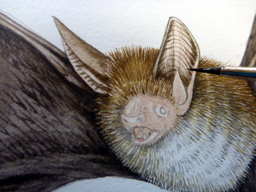 bat, bats, microchiroptera, Bechteins, echolocation, nocturnal, small mammals,