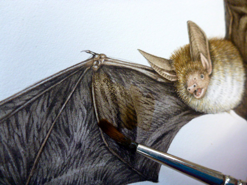 bat, bats, microchiroptera, Bechteins, echolocation, nocturnal, small mammals,