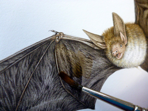 bat, bats, microchiroptera, Bechteins, echolocation, nocturnal, small mammals, 