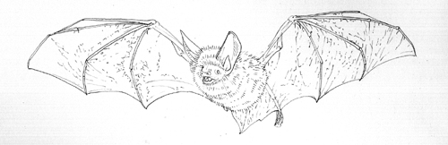 bat, bats, microchiroptera, Bechteins, echolocation, nocturnal, small mammals,
