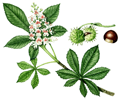 Botanical Illustration: Compound and Simple leaves - Lizzie Harper