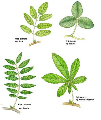 types of leaves simple and compound