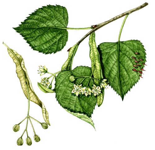 Botanical Illustration: Compound and Simple leaves - Lizzie Harper