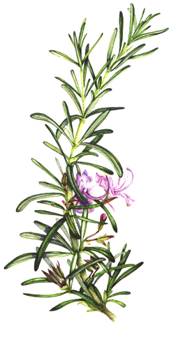 rodale rosemary botanical illustration by Lizzie Harper - Lizzie Harper