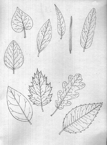 simple leaf shapes