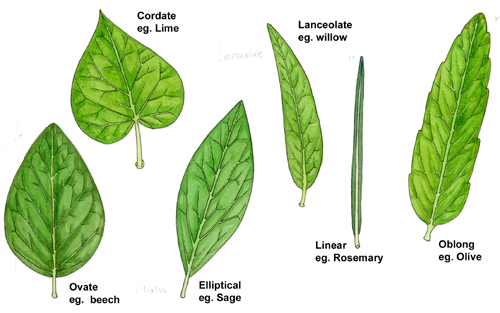 leaf, leaves, leaf shape, compound leaves, simple leaves, botany, botany terms,