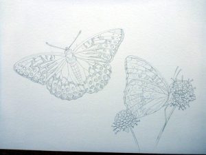 Sxs, step by step, demo, tutorial, art tutorial, online tutorial, entomological illustration, process, fritillary, butterfly, natural history illustration, scientific illustration,