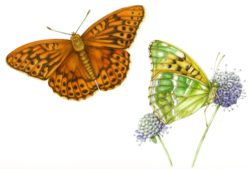 Sxs, step by step, demo, tutorial, art tutorial, online tutorial, entomological illustration, process, fritillary, butterfly, natural history illustration, scientific illustration,
