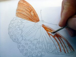 Sxs, step by step, demo, tutorial, art tutorial, online tutorial, entomological illustration, process, fritillary, butterfly, natural history illustration, scientific illustration,