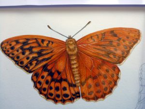 Sxs, step by step, demo, tutorial, art tutorial, online tutorial, entomological illustration, process, fritillary, butterfly, natural history illustration, scientific illustration,