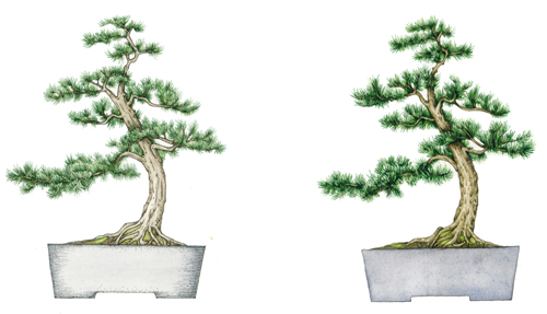 bonsai, trees,