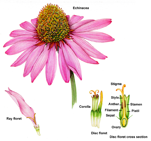 composite flower, ray, floret, echinacea, disc, 