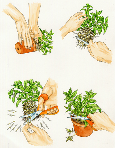hand, hands, diagram, explanatory illustration, step by step, sxs, drawing hands, illustrating hands,