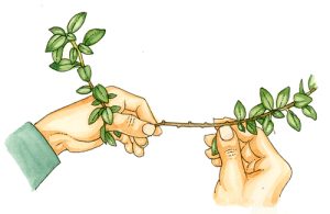 hand, hands, diagram, explanatory illustration, step by step, sxs, drawing hands, illustrating hands,
