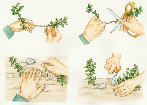 marjoram, hands