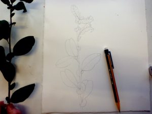 tutorial, art tutorial, botanical illustration, flower art, watercolour lesson, watercolor, natural history illustration, scientific illustration, sciart, botanical illustration, step by step, sxs, quince,