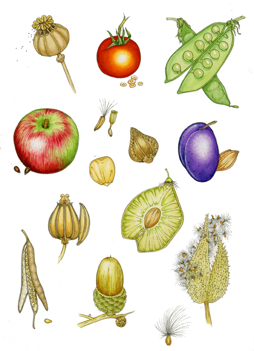 fruits, seeds, botanical illustration, 