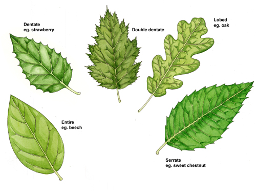 Leaf Venation Chart